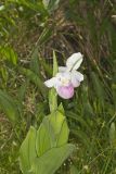 Showy lady's Slipper, Cypripedium reginae