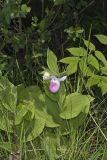 Showy lady's Slipper, Cypripedium reginae