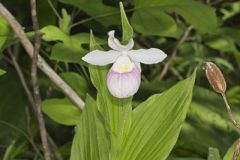 Showy Lady's Slipper