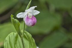 Showy Lady's Slipper, Cypripedium reginae