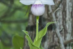Showy Lady's Slipper, Cypripedium reginae