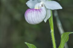 Showy Lady's Slipper, Cypripedium reginae