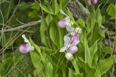 Showy Lady's Slipper, Cypripedium reginae