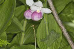Showy Lady's Slipper, Cypripedium reginae