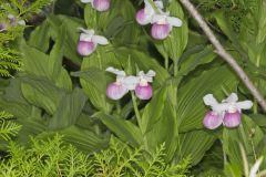 Showy Lady's Slipper, Cypripedium reginae