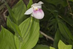 Showy Lady's Slipper, Cypripedium reginae