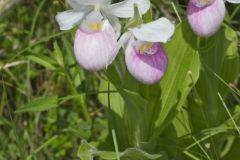 Showy Lady's Slipper, Cypripedium reginae