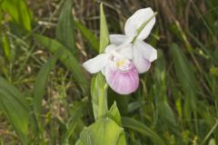 Showy Lady's Slipper, Cypripedium reginae