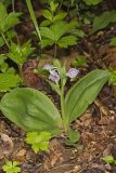 Showy Orchid, Galearis spectabilis