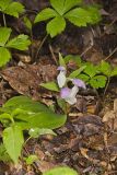Showy Orchid, Galearis spectabilis