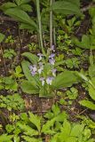Showy Orchid, Galearis spectabilis