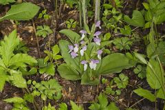 Showy Orchid, Galearis spectabilis