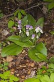 Showy Orchid, Galearis spectabilis
