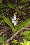 Showy Orchid, Galearis spectabilis