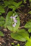 Showy Orchid, Galearis spectabilis
