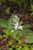 Showy Orchid, Galearis spectabilis