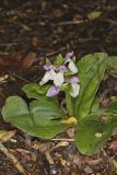 Showy Orchid, Galearis spectabilis