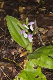 Showy Orchid, Galearis spectabilis