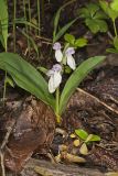 Showy Orchid, Galearis spectabilis