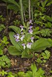Showy Orchid, Galearis spectabilis