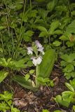 Showy Orchid, Galearis spectabilis