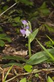 Showy Orchid, Galearis spectabilis