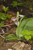 Showy Orchid, Galearis spectabilis