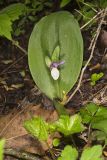 Showy Orchid, Galearis spectabilis