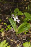 Showy Orchid, Galearis spectabilis