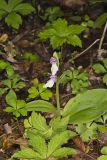 Showy Orchid, Galearis spectabilis