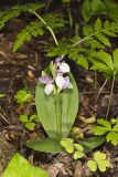 Showy Orchid, Galearis spectabilis