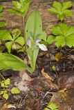 Showy Orchid, Galearis spectabilis