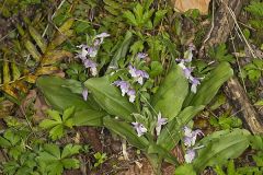 Showy Orchis