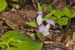 Showy Orchid, Galearis spectabilis