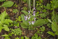 Showy Orchid, Galearis spectabilis