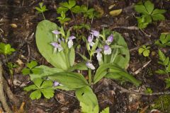 Showy Orchid, Galearis spectabilis