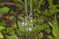 Showy Orchid, Galearis spectabilis