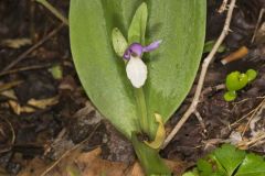 Showy Orchid, Galearis spectabilis
