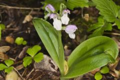 Showy Orchid, Galearis spectabilis