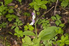 Showy Orchid, Galearis spectabilis