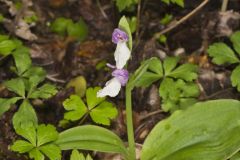Showy Orchid, Galearis spectabilis