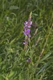 Showy Tick-trefoil, Desmodium canadense