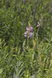 Showy Tick-trefoil, Desmodium canadense
