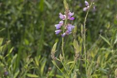 Showy Tick-trefoil