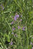 Showy Tick-trefoil, Desmodium canadense