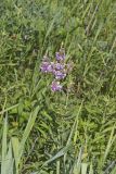 Showy Tick-trefoil, Desmodium canadense