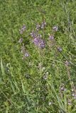 Showy Tick-trefoil, Desmodium canadense