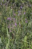 Showy Tick-trefoil, Desmodium canadense