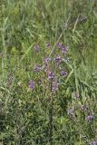 Showy Tick-trefoil, Desmodium canadense
