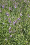 Showy Tick-trefoil, Desmodium canadense